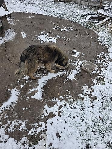 китайский шарпей цена: Дворняжка, 5 лет, Самец — 1