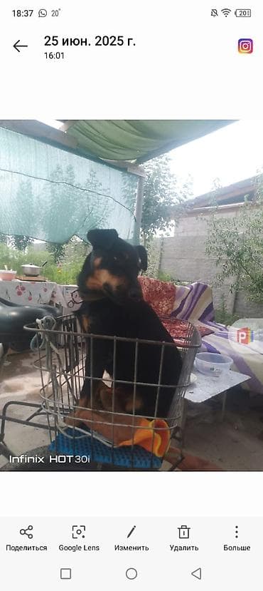 черный русский терьер: Ягдтерьер, 7 месяцев, Самка — 5