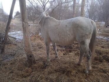 ээр атка: Продаю | Кобыла (самка) | Рабочий | Племенные — 2