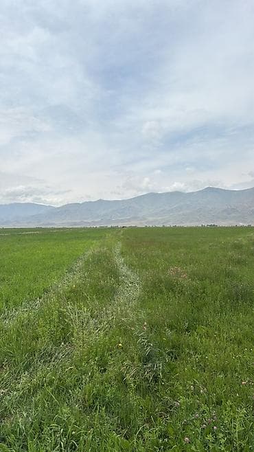 Пастбища и выпас для КРС/МРС Кой кайтарганга чабан керек. - — 4