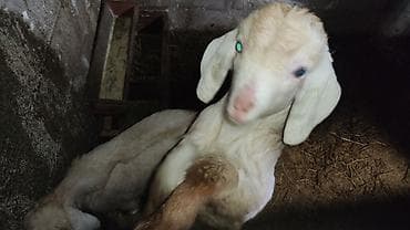 эчки сойгонго: Сатам | Улак | Көбөйтүү үчүн — 3