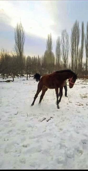 купить хаски в бишкеке: Продаю | Конь (самец), Жеребенок | Конный спорт — 2