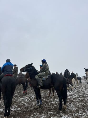 Ветеринар кызматы: Сатам | Жылкы (эркек) | Жумушка — 1