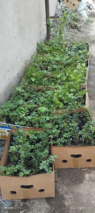 Рассада декоративных и садовых культур в индивидуальных пакетах -