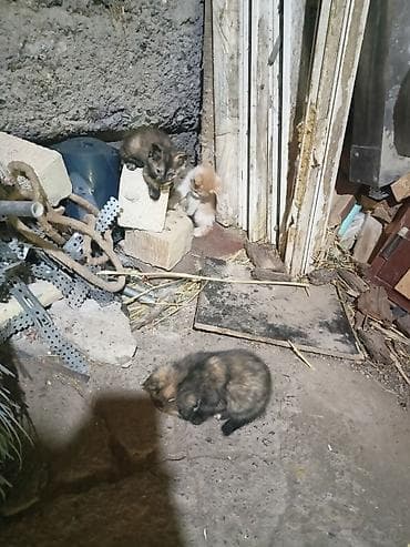 черепаховая кошка: Котята - Возраст: примерно 4–6 недель (по фото — только начинают — 2