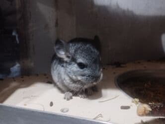 чилийская белка дегу: Продаю шиншиллу он ручной — 7