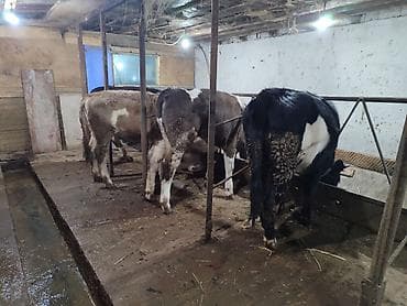 кой бишкек: Сатам | Кунаажын | Голштин, Алатоолук, Швиц | Союуга, Көбөйтүү үчүн, Бордоп семиртүү үчүн | Асыл тукумдуу, Кунажын, Байланган — 7