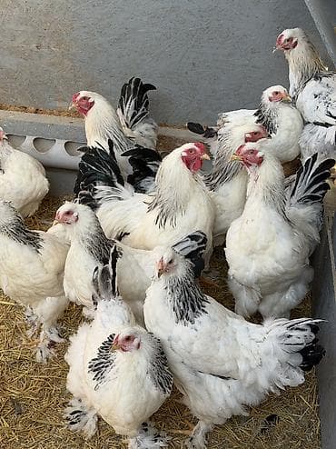 цыплята брама бишкек: Продаю молодых петушков (17 штук). Для разведения. Порода Светлая — 3