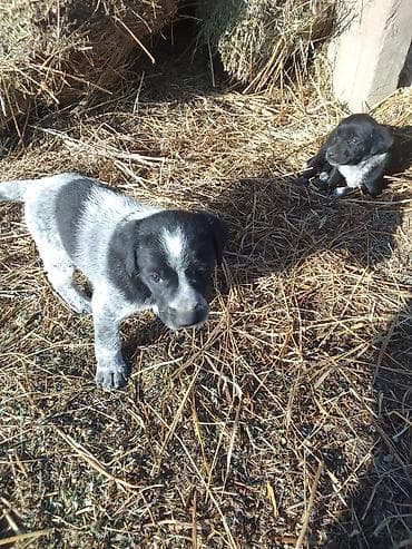 шотландская вислоухая кошка черная: Щенки (смесь дворовых пород) - Возраст: маленькие щенки, активные и — 3