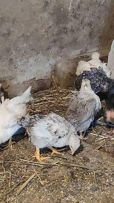туша курицы: Продаю | Цыплята | Домашняя | Для разведения — 1
