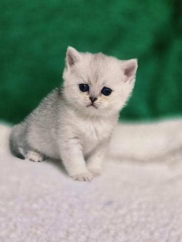 ош котенок: Британская короткошёрстная, 1 месяц, Девочка, Золотая шиншилла — 4
