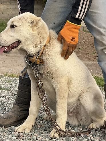 Продажа собак: Алабай, 5 месяцев, Самец — 4