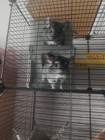 сколько стоит вислоухие кошки: Продаётся пара шиншилл (мальчик и девочка), возраст 1 год. Животные — 2