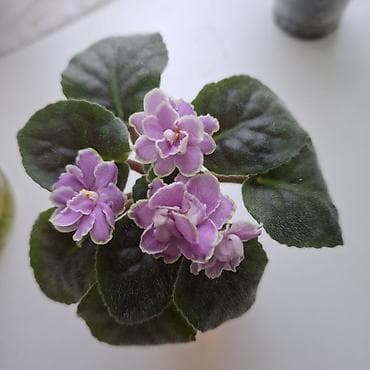 черенки смородины: Почти даром! листочки фиалок из нижних рядов. сорта -Арапаха -валеска — 3