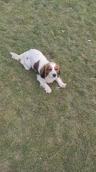 собаки каракол: Ит бекер берилет: Спаниель, 1 жаш, Ургаачы — 1