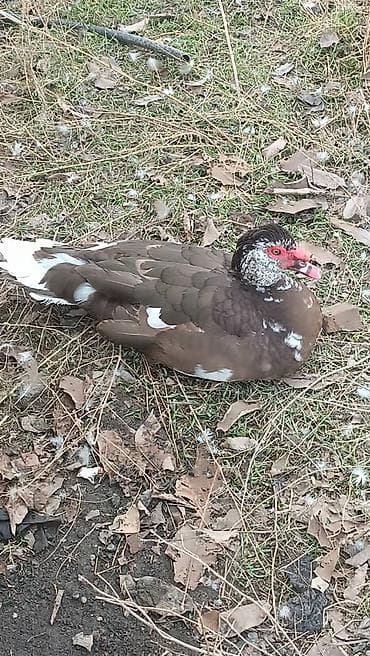 Индоутка (мускусная утка), окрас коричневый с белыми отметинами. -