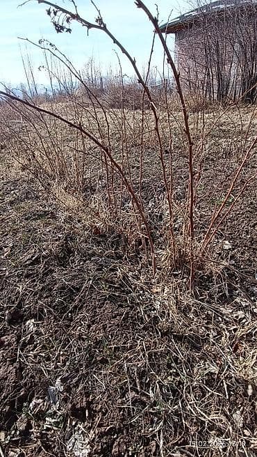 детская кроватка с люлькой и балдахинами: Саженцы малины (побеги с корнем) - Многоствольные кусты с мощными — 5
