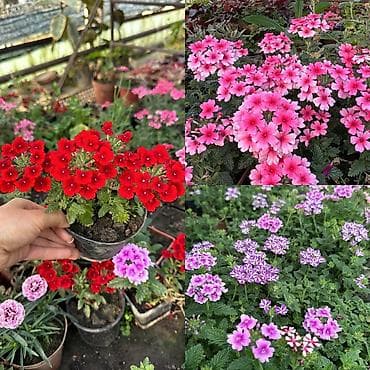 розы рассада: Пеларгонии сортовые — более 200 сортов в наличии - Ассортимент — 5