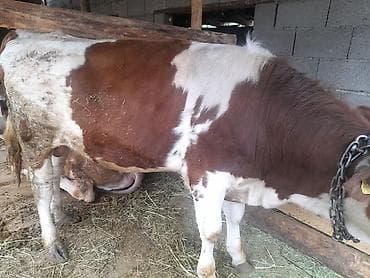 мел для животных: Продаю | Бык (самец) | Симментальская | На откорм — 2