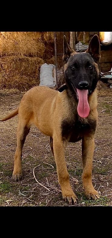 сколько стоит алабай: Бельгийская овчарка (малинуа) — молодой активный кобель. 4 месяц в — 1