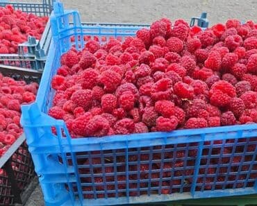 ящики для рыбы: Малина Оптом — 1