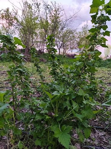 Саженцы чёрной смородины (укоренённые побеги) Сорт Жемчуг цена