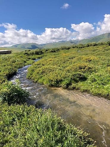 кел кел: Кумысолечение в Суусамырской долине. Чистый воздух, натуральная еда — 9