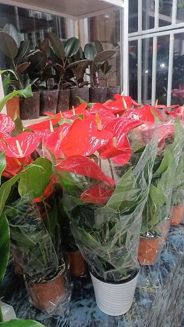 отдам даром комнатные цветы: Комнатные растения в декоративных горшках В ассортименте: - Антуриум — 6