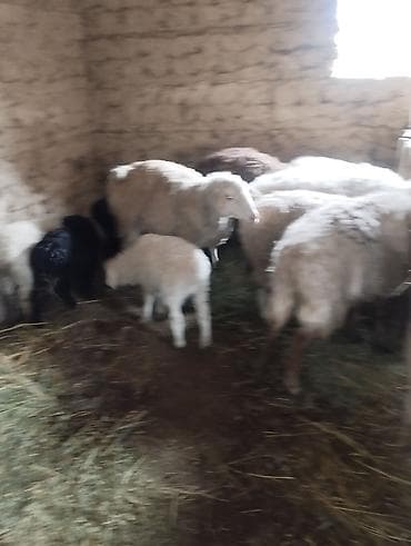 миринос баран: Сатам | Ургаачы кой (ургаачы) | Аргын | Көбөйтүү үчүн | Ургаачы — 2