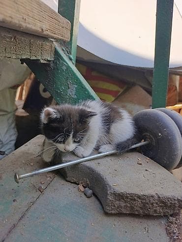 Отдам даром кошку: Милые игривые котята.Отдам даром — 4