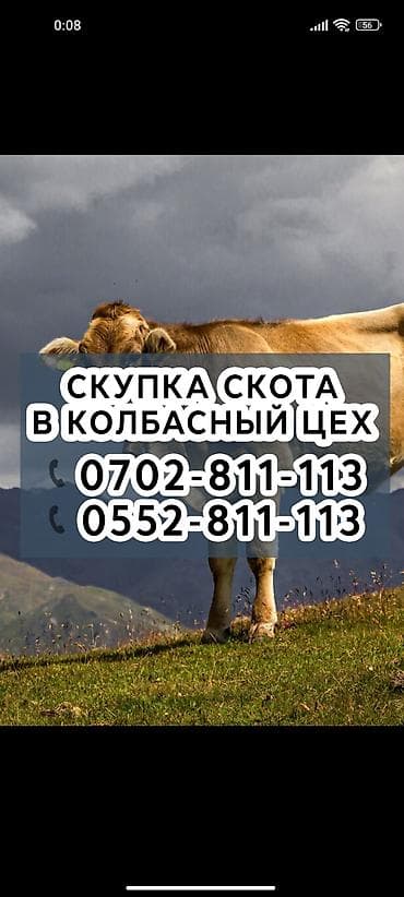 Сатып алам | Уйлар, букалар, Жылкылар, аттар | Бардык шартта, Союлган, Союуга, этке