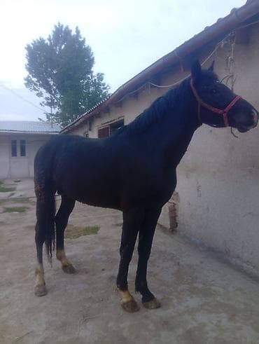 Продаю | Жеребец | Полукровка, Дончак | Для разведения, Конный спорт | Племенные, Осеменитель