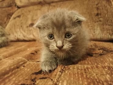 кошка вислоухий: Шотландский вислоухий котёнок (скоттиш-фолд), окрас голубой. - — 3
