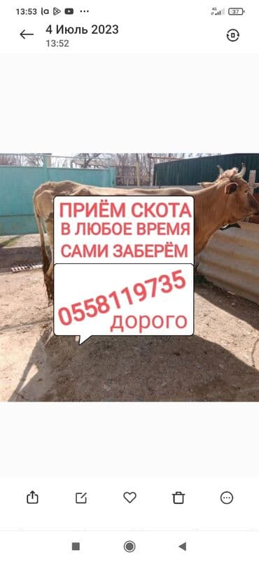 Куплю | Коровы, быки, Лошади, кони | Круглосуточно, Любое состояние, Забитый