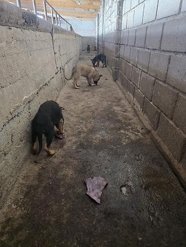 зоомагазин бишкек с животными: Немецкая овчарка, 3 месяца, Самка, С прививкой — 2