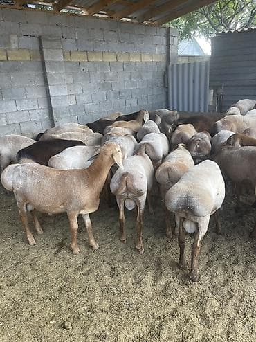домашние ёжики: Козу кочкоолор сатылат баасы келишим баада Семиз Бишкек линия — 4