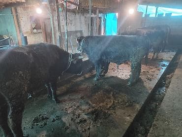 козу сатам: Сатам | Бука (эркек) | Голштин | Бордоп семиртүү үчүн — 3