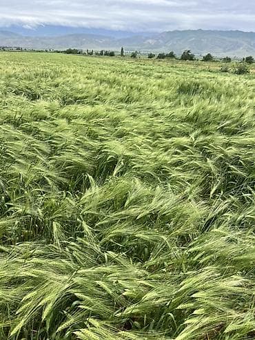 тошок жумуш: # 🌿 Срочно продается земельный участок — 2 гектара 📍 с. Новопокровка — 1