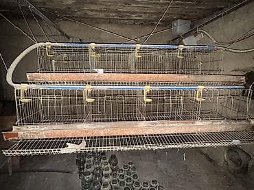 бункерные кормушки: Многоярусная клеточная батарея для содержания птицы — 2