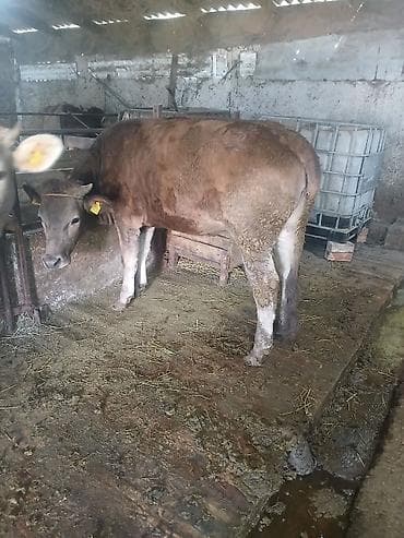 Продаю | Тёлка | Полукровка | Для разведения | Не стельные