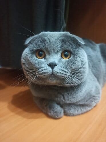 вислоухая кошка сколько стоит: Вязка, не продажа! Наш любимый котик, своенравный, но, в тоже время — 1