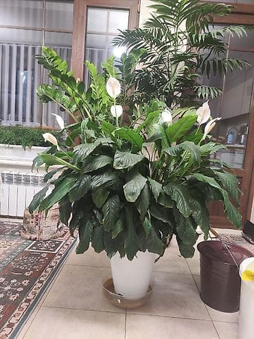 спатифиллум: Крупный комнатный цветок Спатифиллюм (Spathiphyllum), пышный куст в — 1