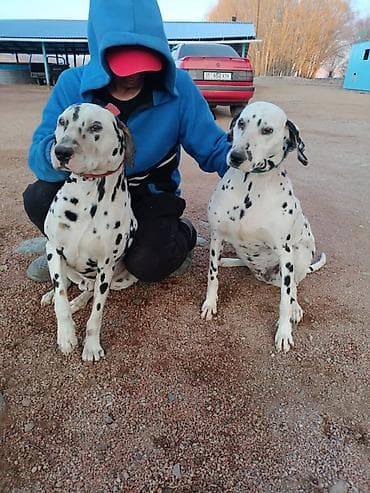 каракол животных: Продаю пара далматинов кабель и сука возраст 2 года очень умные собаки — 3
