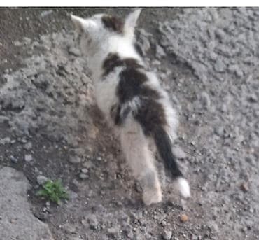 где взять котенка бесплатно: SOS! Малыши-котята оказались в гараже. Спасите их, пожалуйста! — 3