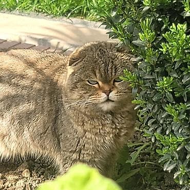 кошка британская: Шотландский вислоухий кот (указано: «папа») брон чистокровная — 3