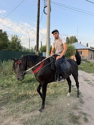 Животные: Продаю | Жеребец | Для разведения, Конный спорт | Племенные, Осеменитель — 3