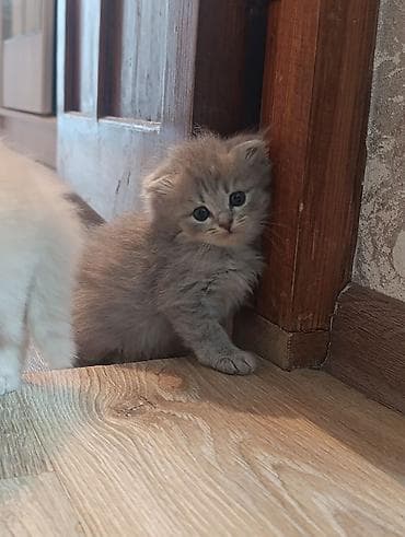 canada goose: Пушистые котята, домашнего выращивания. - Возраст на фото: примерно — 9