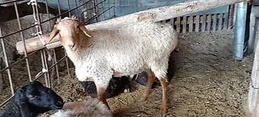 Үй жаныбарлары: Сатам | Ургаачы кой (ургаачы) | Көбөйтүү үчүн | Асыл тукумдуу — 4