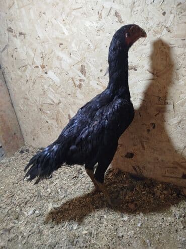 Дакан жожо короздор сатылат активный алмашу жолдору бар адрес Бишкек