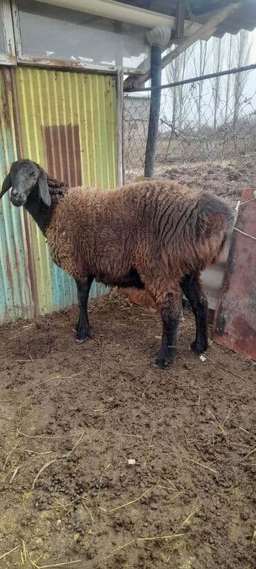 кот вязка: Продаю | Овца (самка) | Для разведения — 4